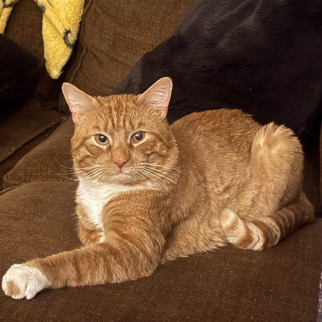 Enlarge Dale, a Adoptable Domestic Short Hair in Wakefield, MA image 2/6