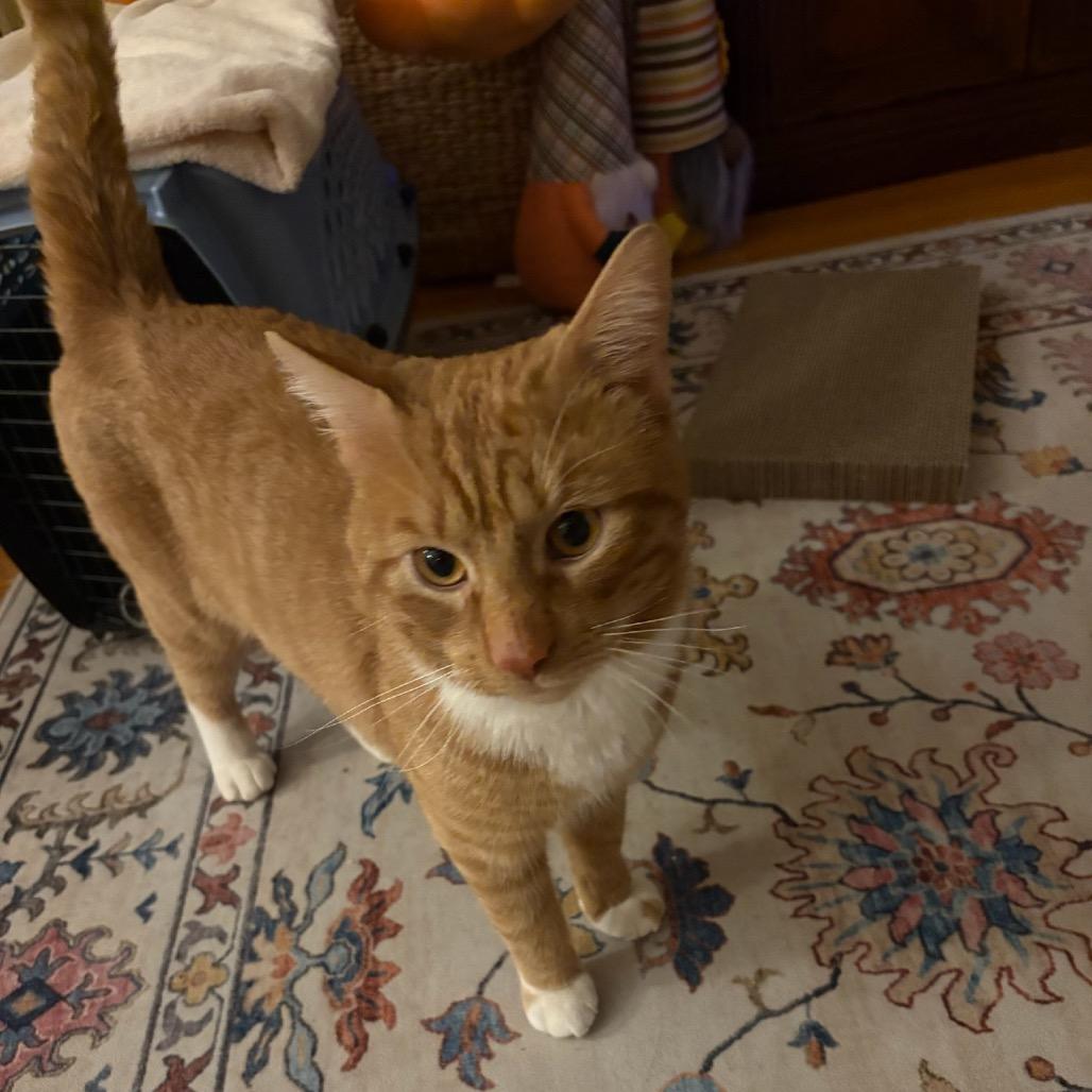 Enlarge Dale, a Adoptable Domestic Short Hair in Wakefield, MA image 3/6