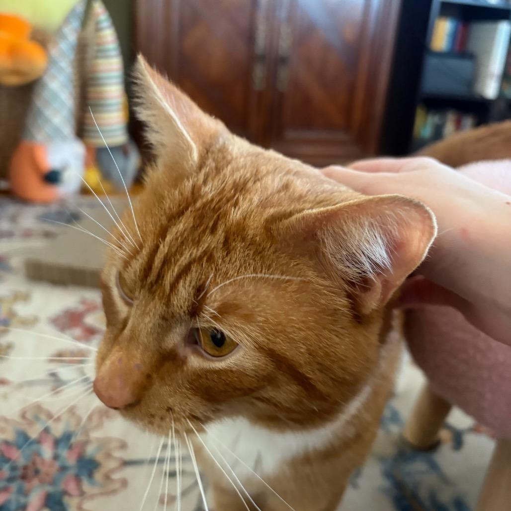 Enlarge Dale, a Adoptable Domestic Short Hair in Wakefield, MA image 4/6