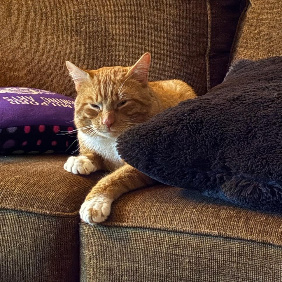 Enlarge Dale, a Adoptable Domestic Short Hair in Wakefield, MA image 5/6