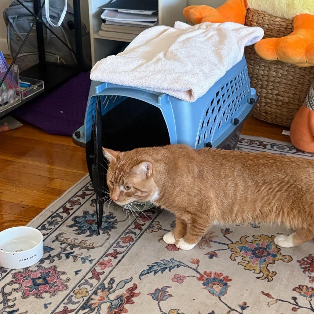 Enlarge Dale, a Adoptable Domestic Short Hair in Wakefield, MA image 6/6