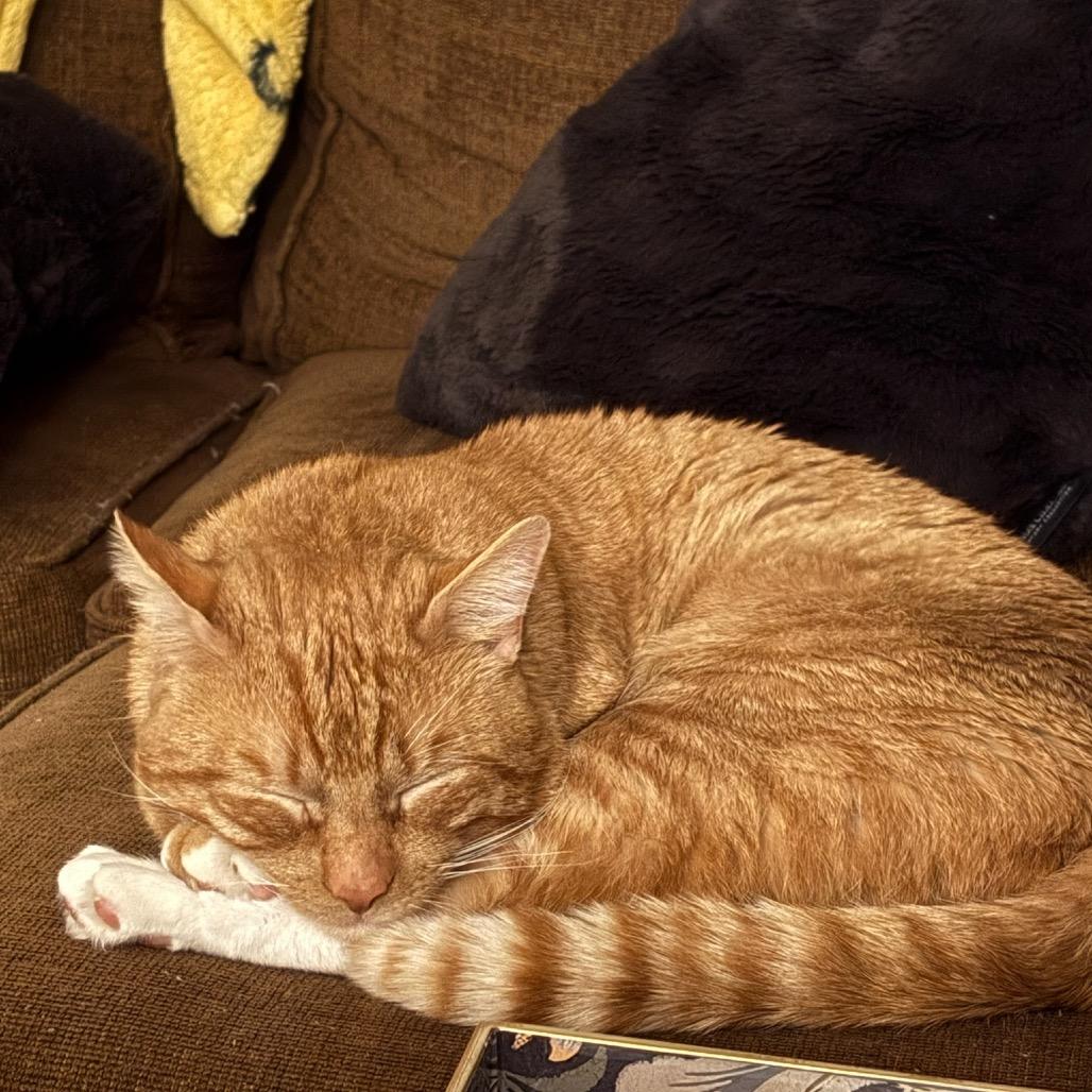 Enlarge Dale, a Adoptable Domestic Short Hair in Wakefield, MA image 6/6