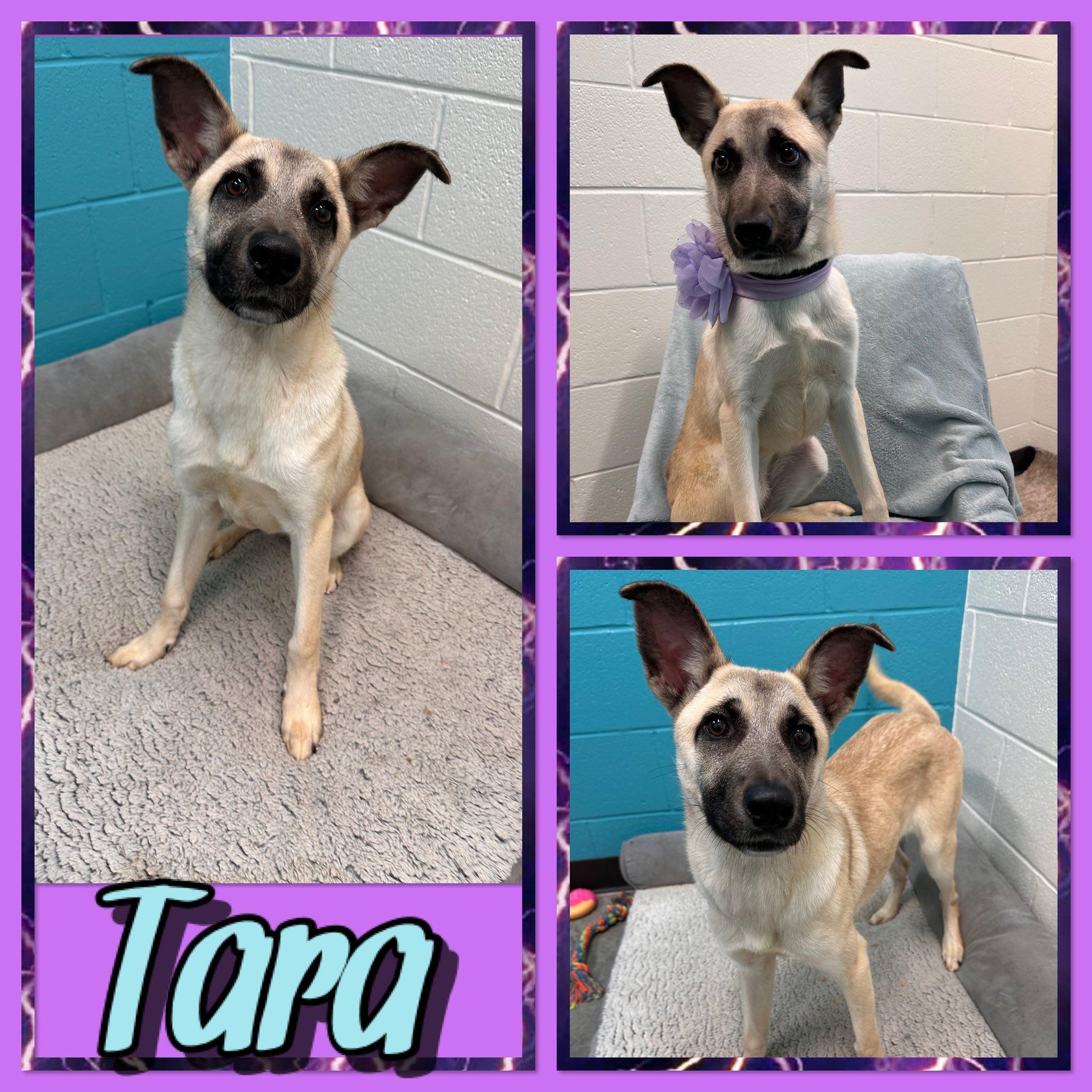 Enlarge Tara, a ADOPTABLE Shepherd in Seagoville, TX image 1/1