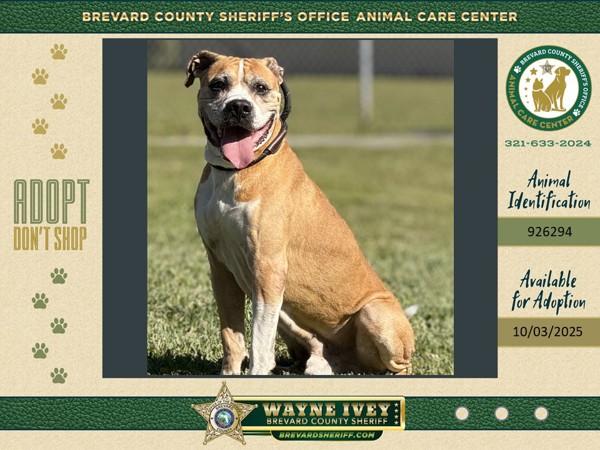 Enlarge Bane, a Adoptable mixed breed in Melbourne, FL image 1/3