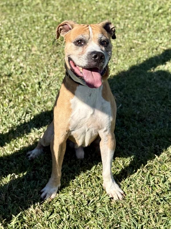 Bane, Adoptable, Senior Male Mixed Breed.