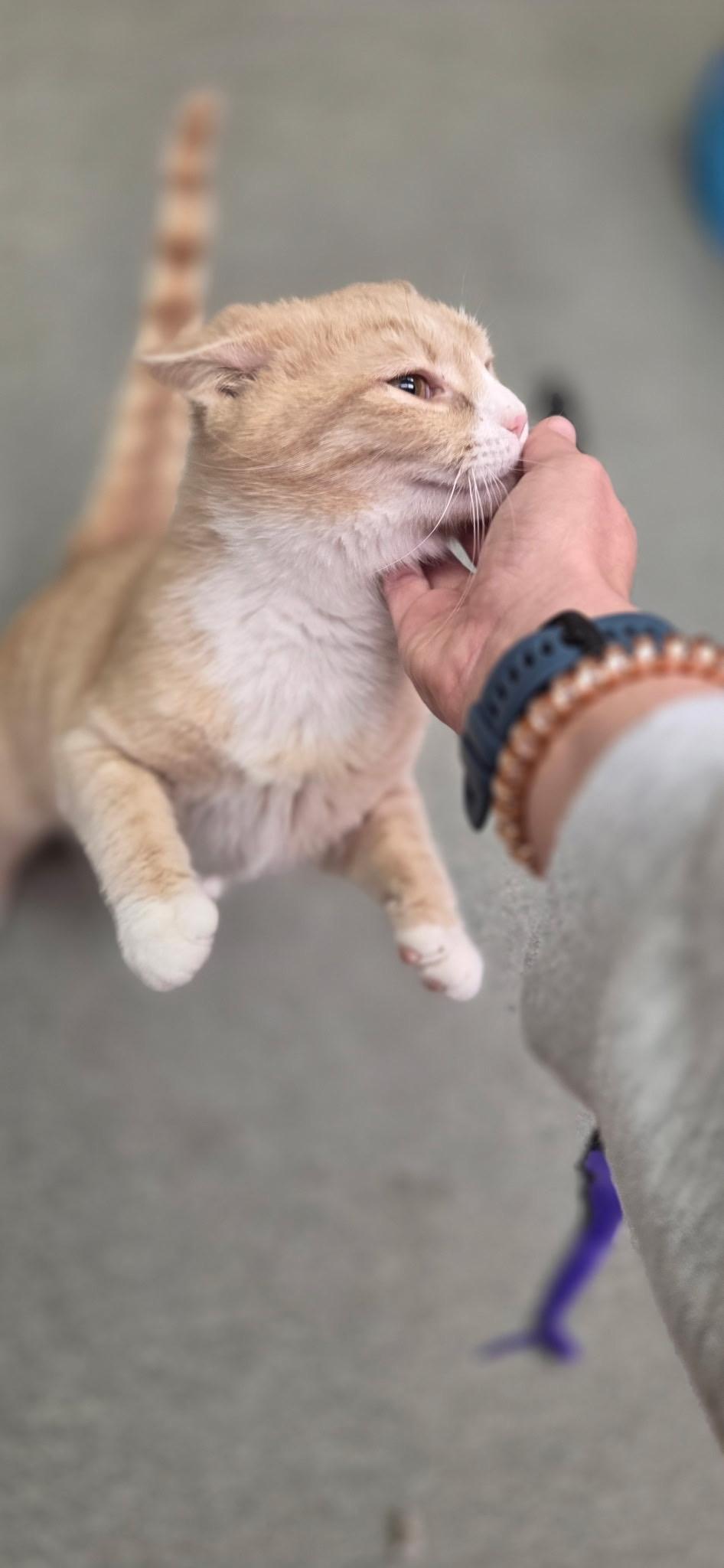 Enlarge Ricky, a ADOPTABLE American Shorthair in Louisville, OH image 3/4