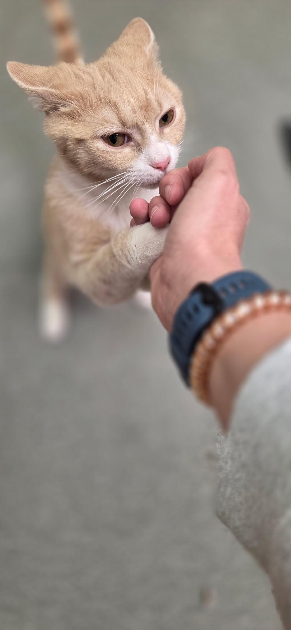 Enlarge Ricky, a ADOPTABLE American Shorthair in Louisville, OH image 2/4