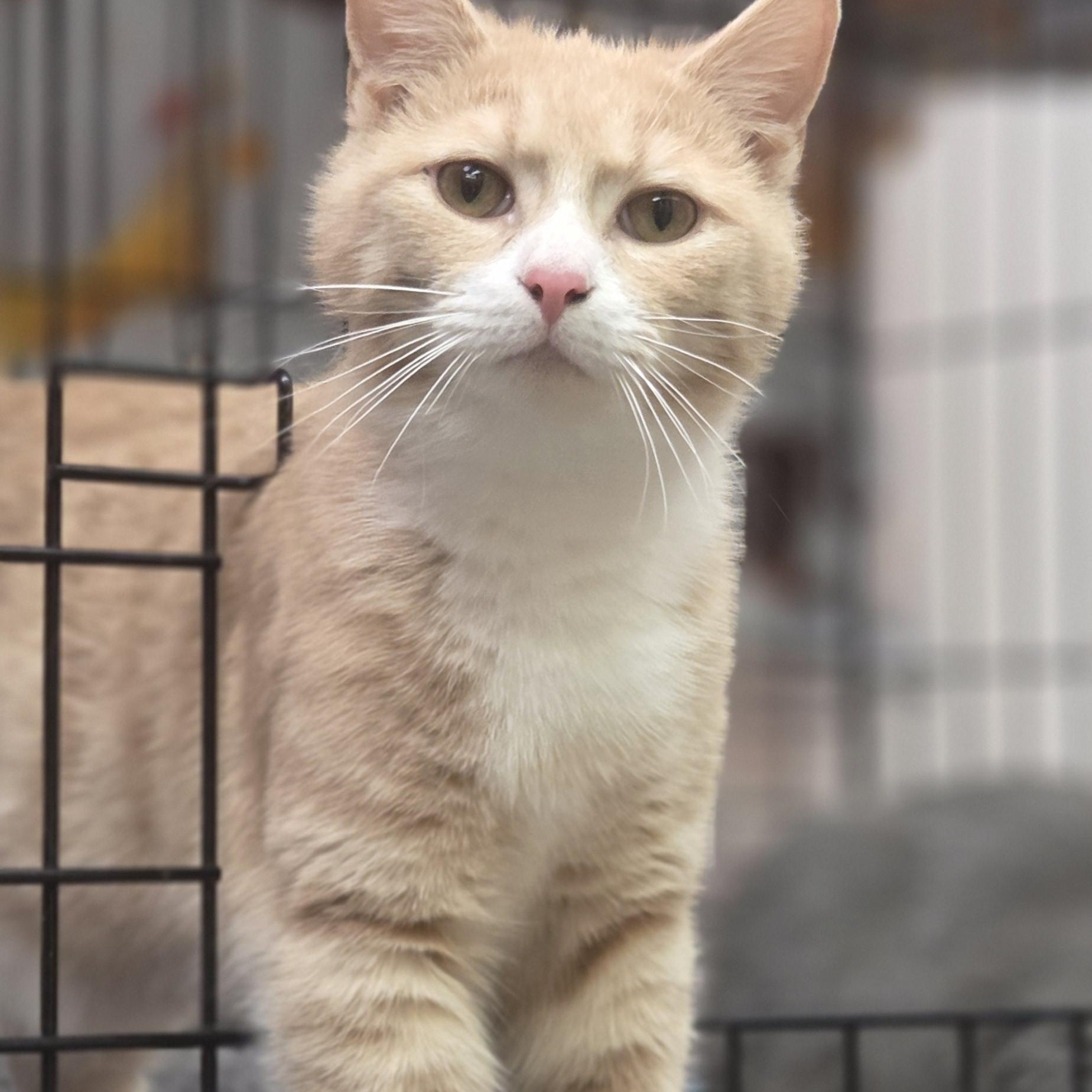 Ricky, ADOPTABLE, Kitten Male American Shorthair.