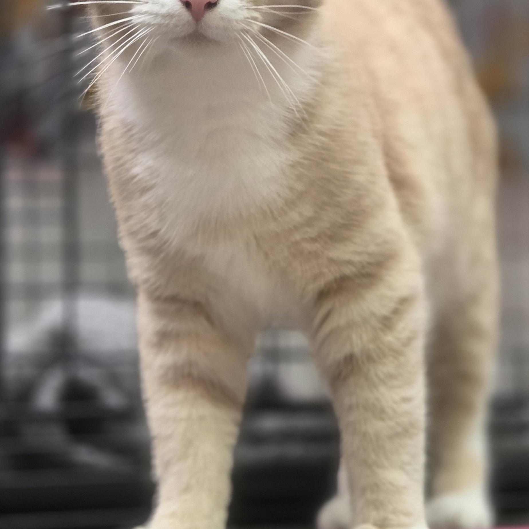Enlarge Ricky, a ADOPTABLE American Shorthair in Louisville, OH image 4/4
