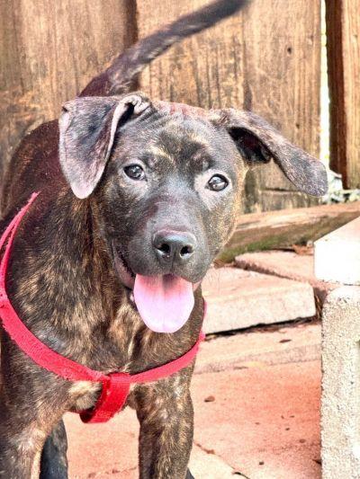 CRICKET, Adoptable, Young Female Labrador Retriever & Plott Hound.