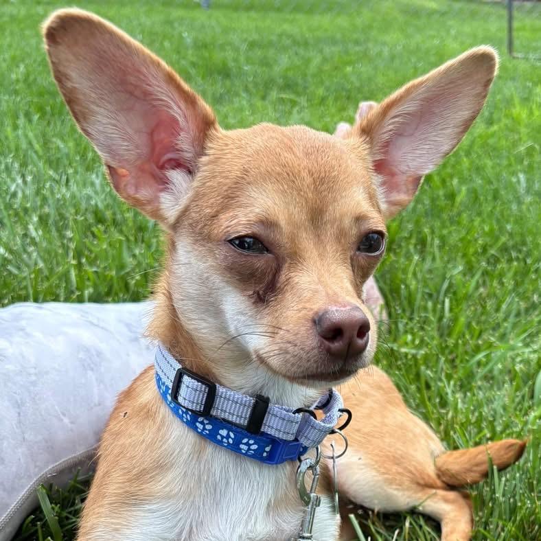 Brewster, a Adoptable mixed breed in Hudson, IL image 1/3