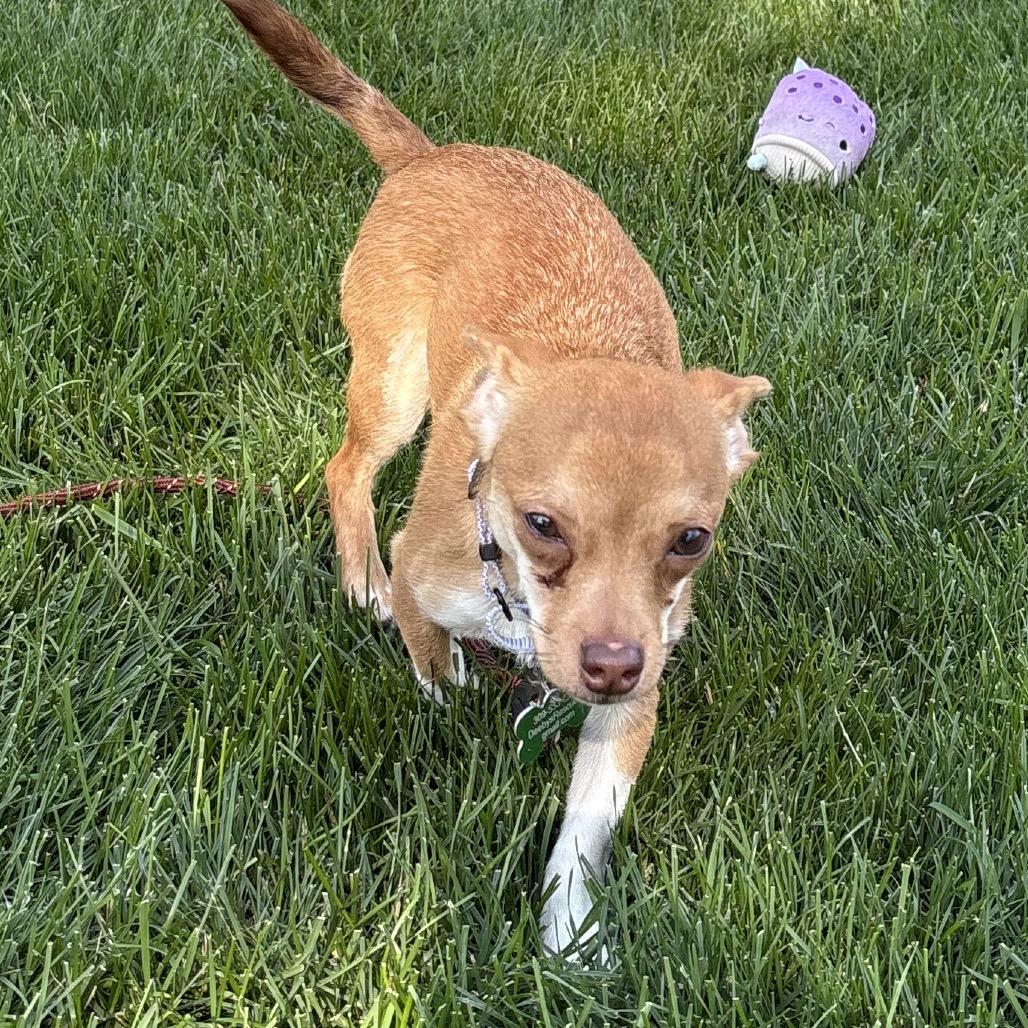 Brewster, a Adoptable mixed breed in Hudson, IL image 2/3