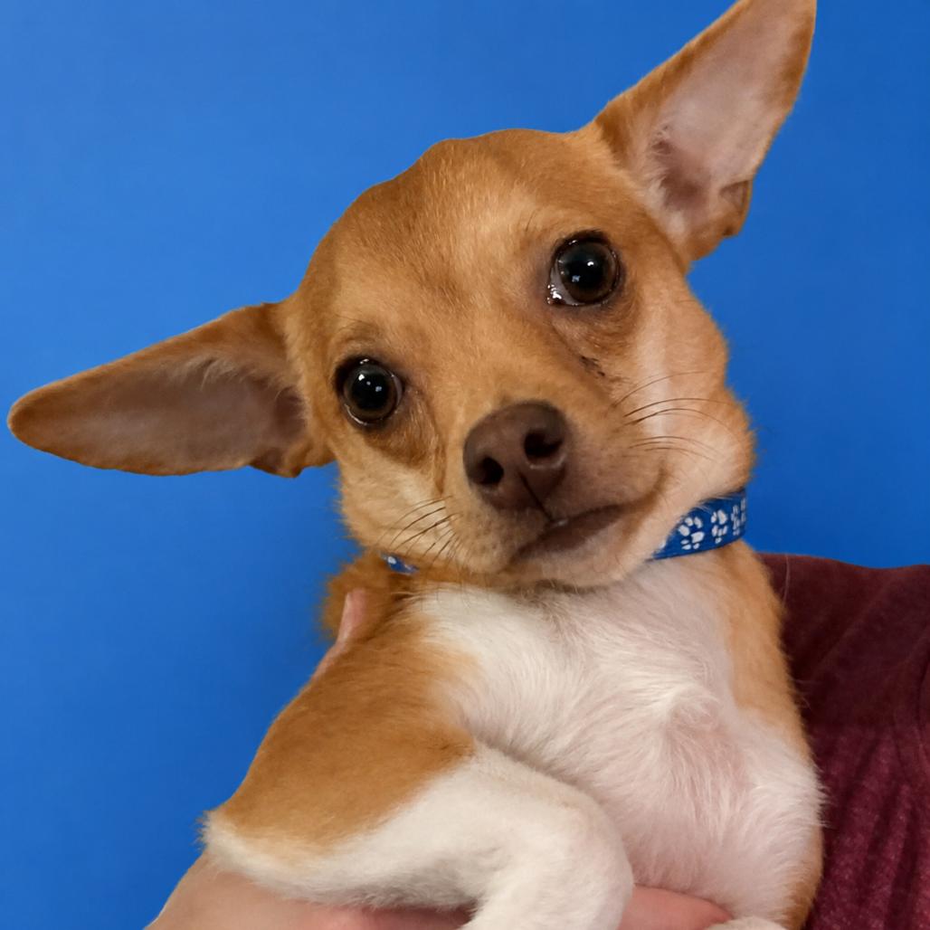 Brewster, a Adoptable mixed breed in Hudson, IL image 3/3