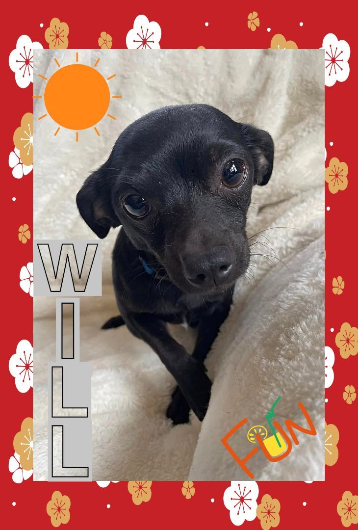 Enlarge WILL, a Adopted mixed breed in Great Bend, KS image 1/6