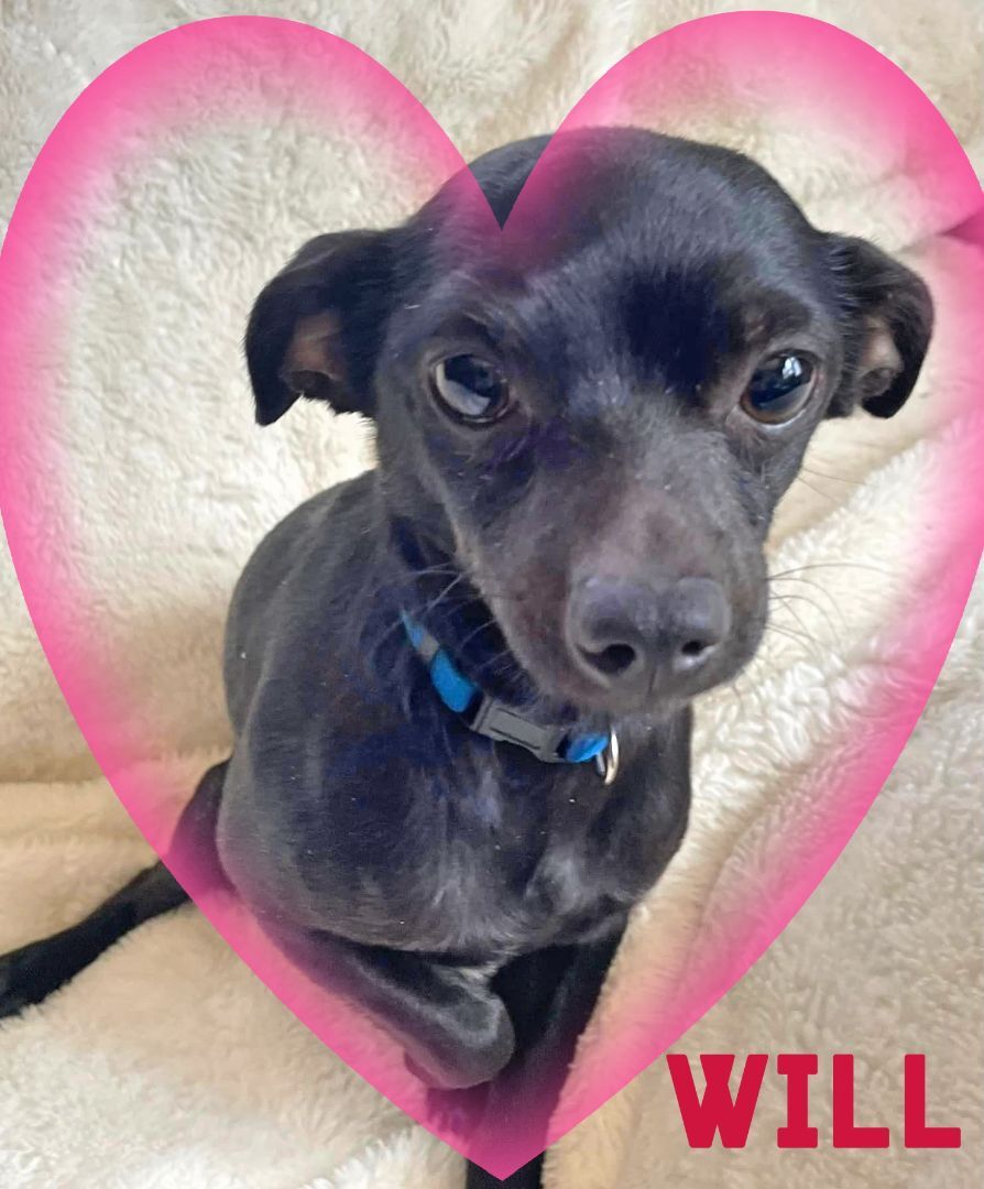 Enlarge WILL, a Adopted mixed breed in Great Bend, KS image 2/6