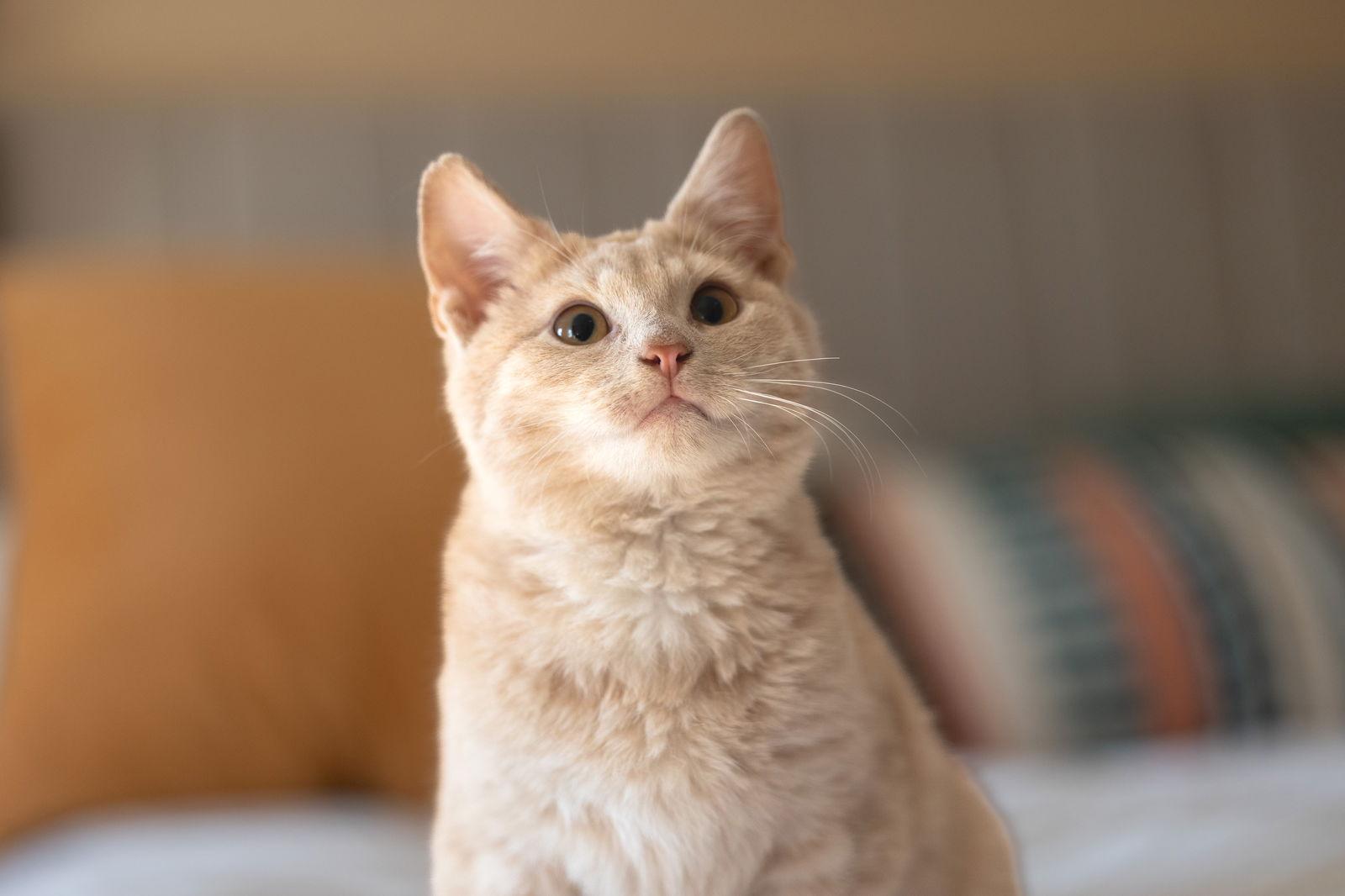 Ash, Adopted, Kitten Male Domestic Short Hair.