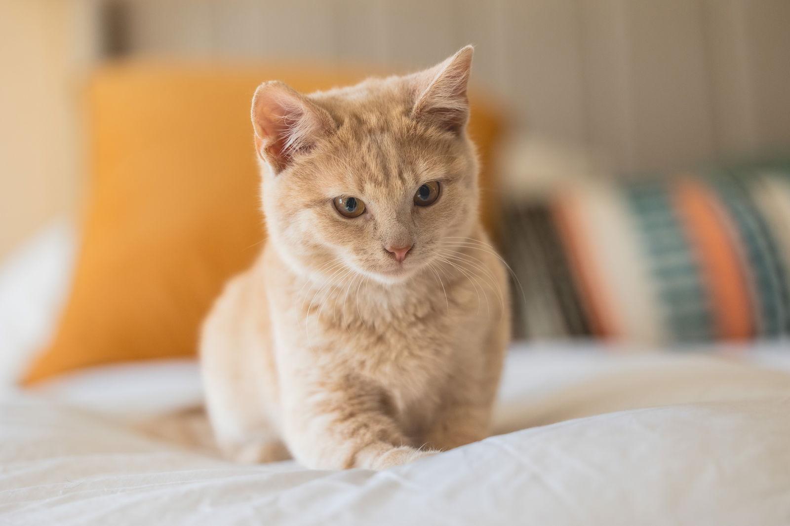 Enlarge Ash, a Adopted Domestic Short Hair in Broomall, PA image 2/3