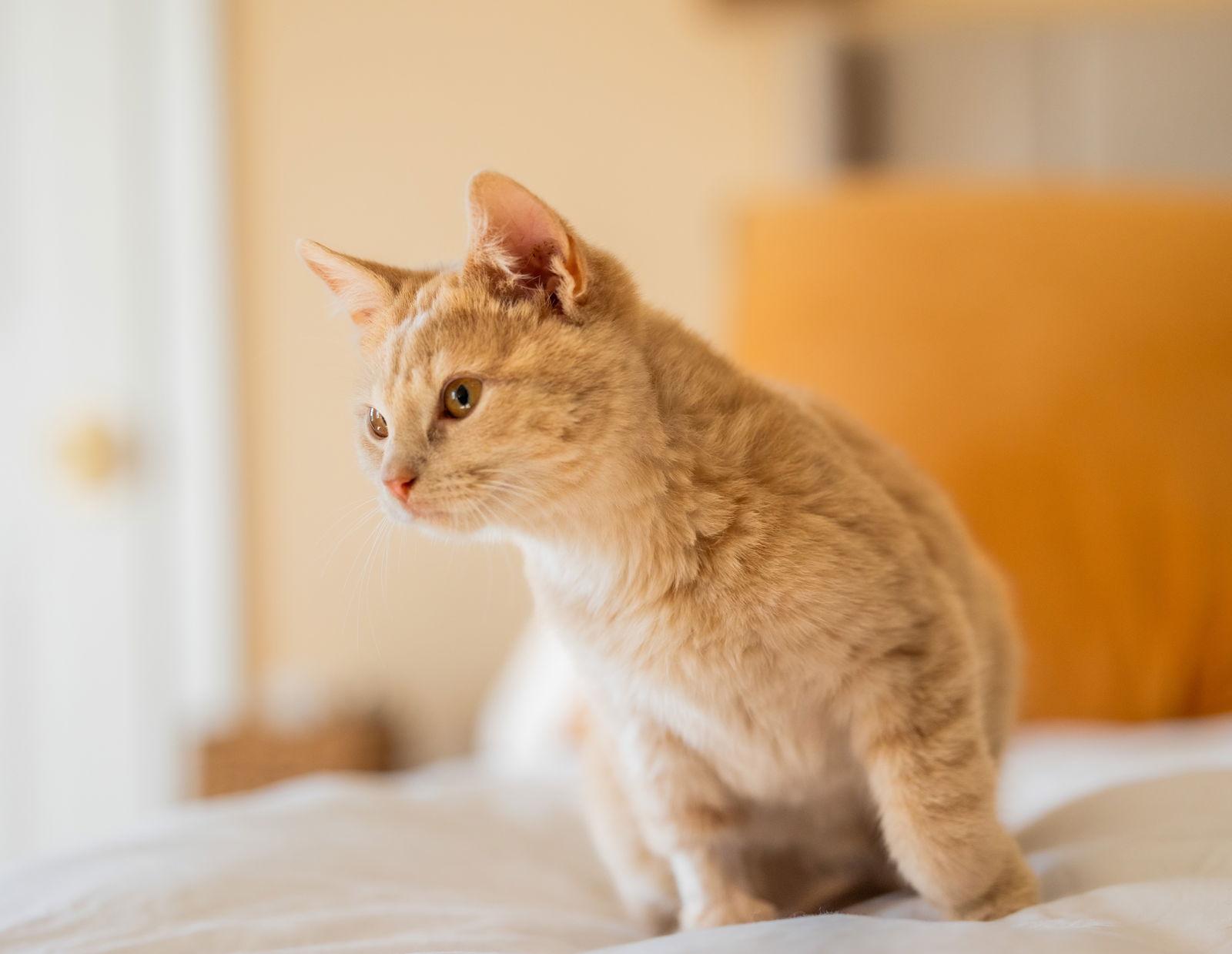 Enlarge Ash, a Adopted Domestic Short Hair in Broomall, PA image 3/3