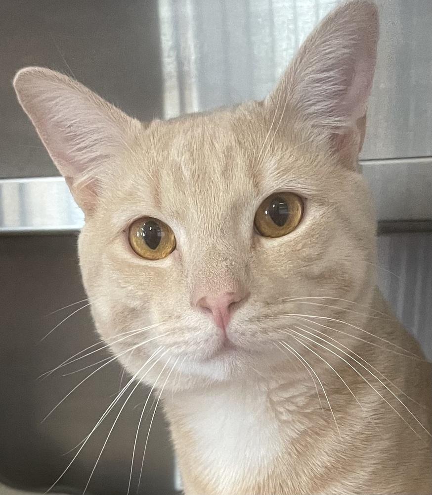 Enlarge W2 MAYHEM, a Adoptable Domestic Short Hair in Southbury, CT image 1/3