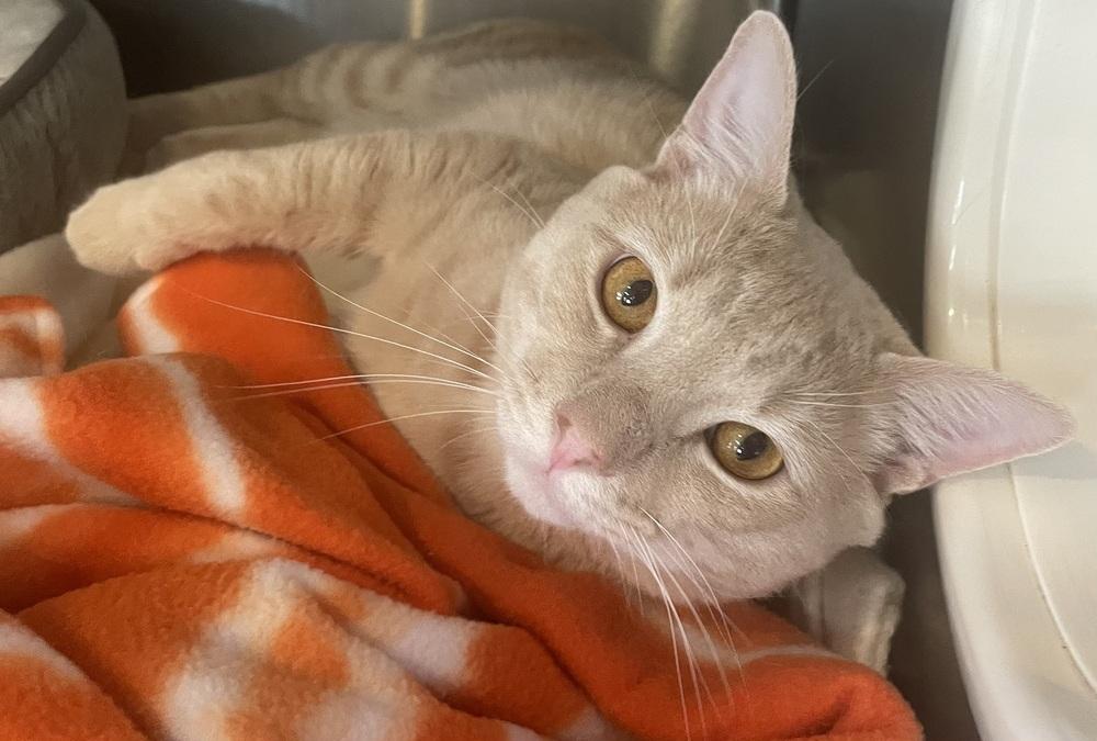 Enlarge W2 MAYHEM, a Adoptable Domestic Short Hair in Southbury, CT image 2/3