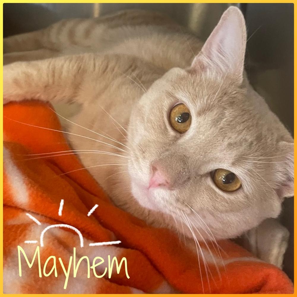 Enlarge W2 MAYHEM, a Adoptable Domestic Short Hair in Southbury, CT image 3/3