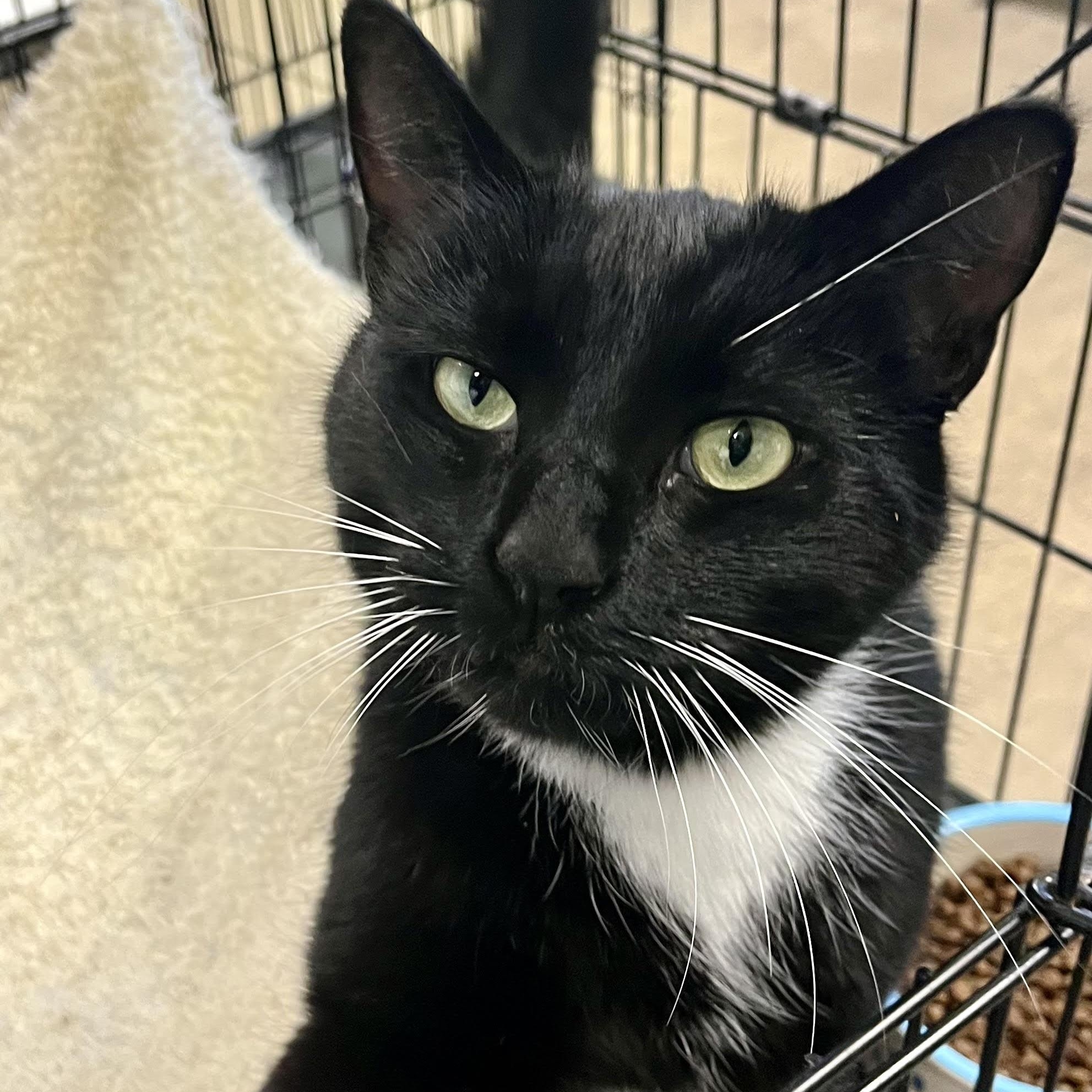 Enlarge Tink, an adoptable Domestic Short Hair in Jackson, CA image 1/1