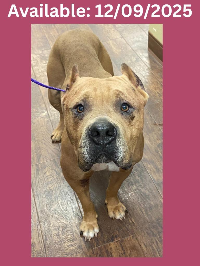 Dog Kennel #27 Velma, Adoptable, Young Female Staffordshire Bull Terrier & Mixed Breed.