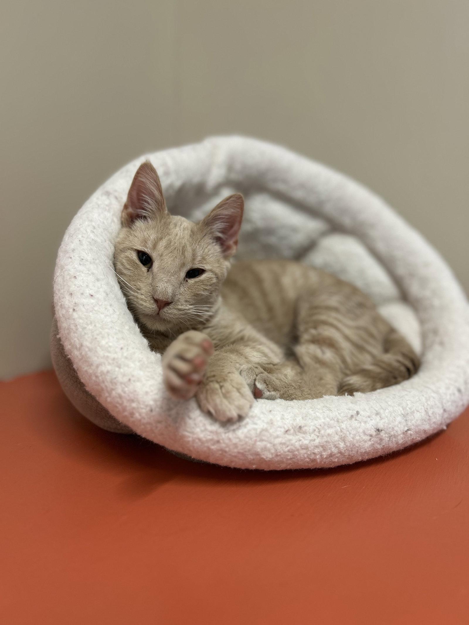 Milo, Adoptable, Adult Male Domestic Short Hair.
