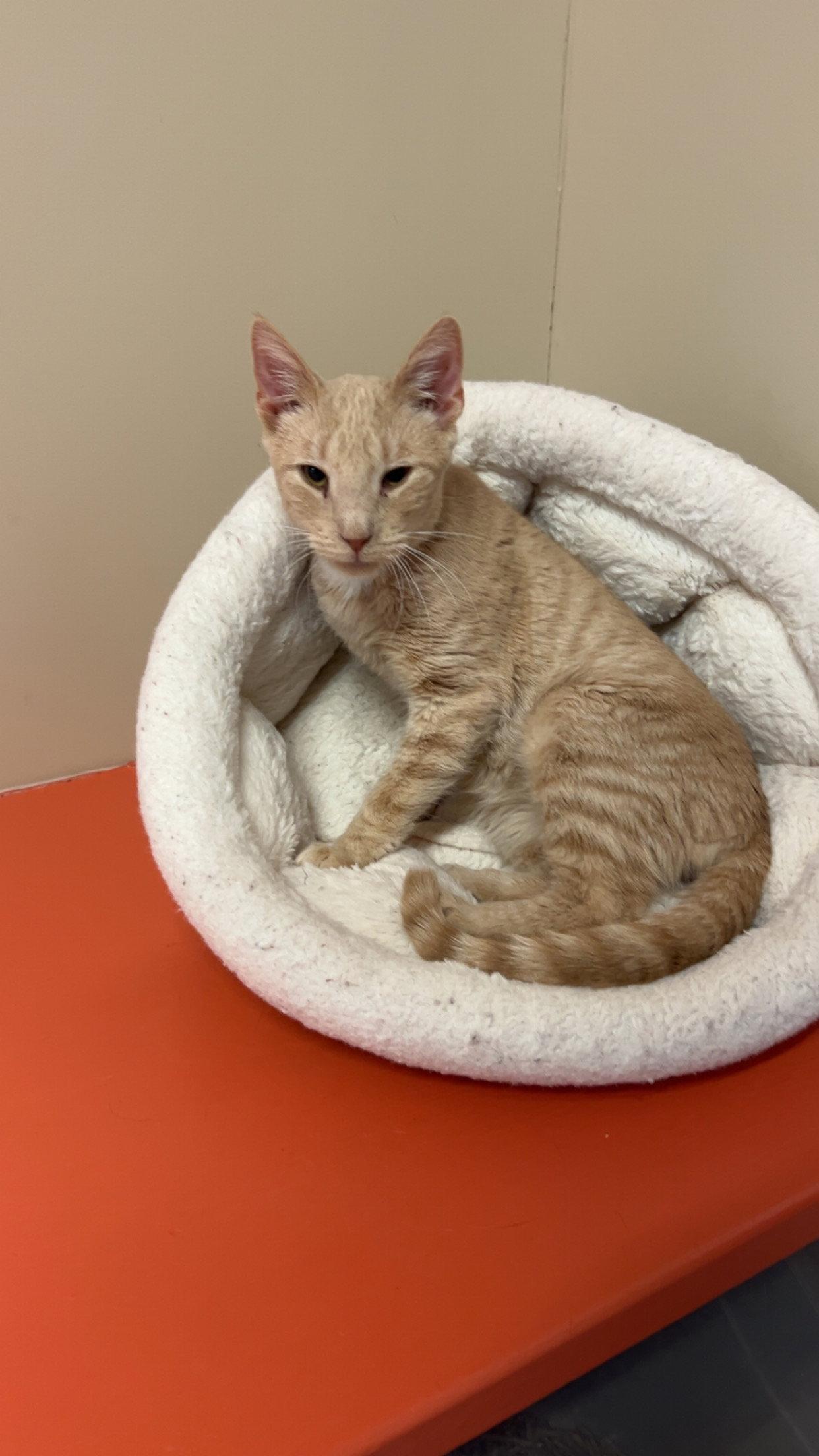 Enlarge Milo, a Adoptable Domestic Short Hair in Arlington, VT image 2/3