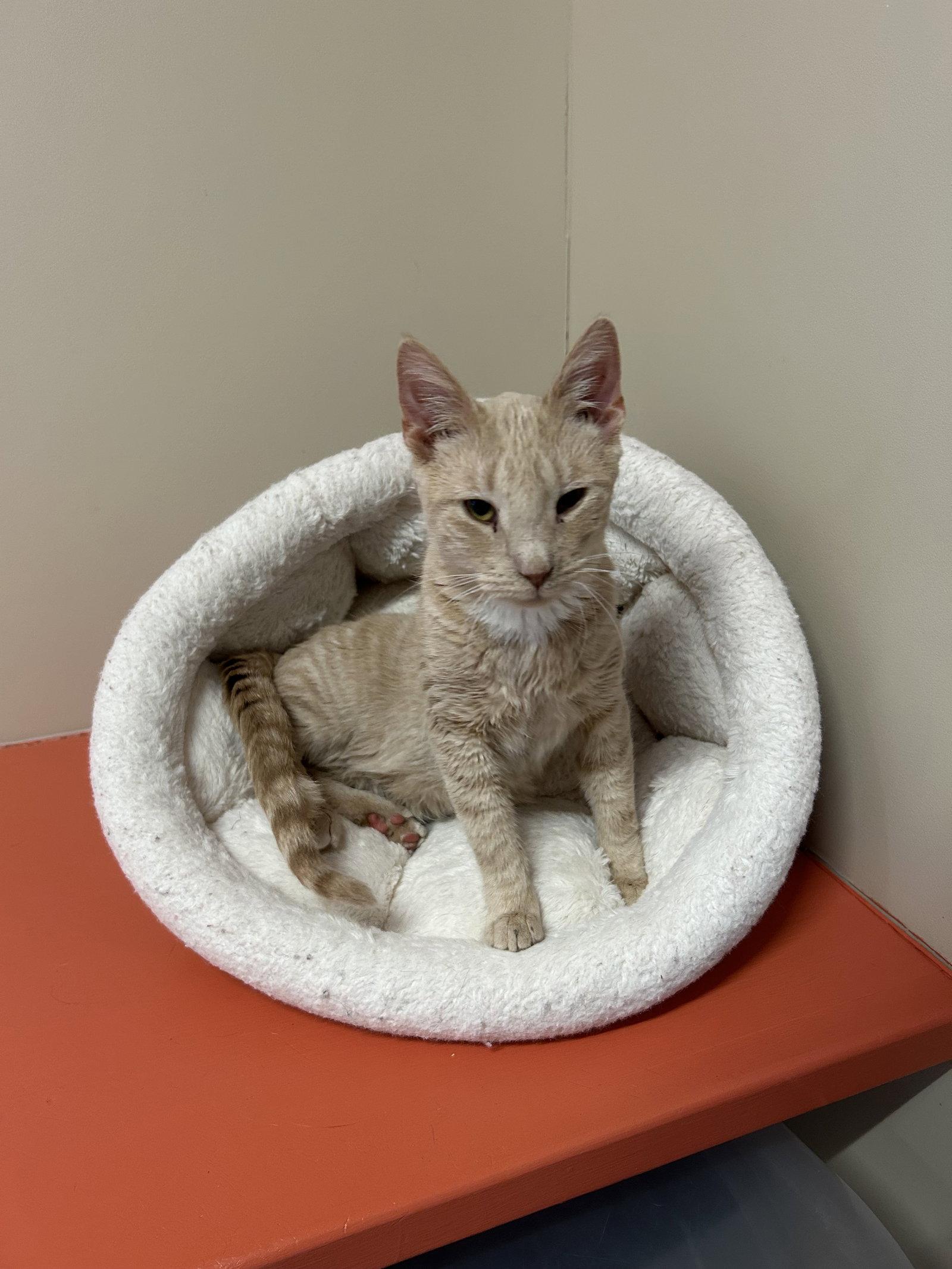 Enlarge Milo, a Adoptable Domestic Short Hair in Arlington, VT image 3/3