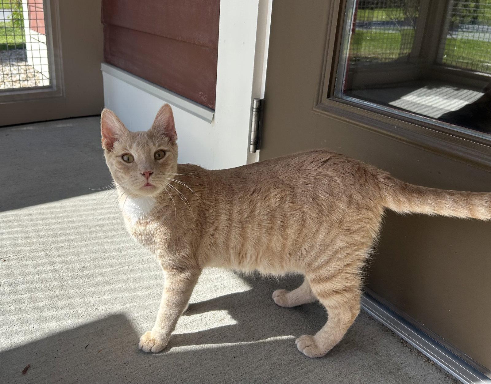 Enlarge Milo, a Adoptable Domestic Short Hair in Arlington, VT image 3/3