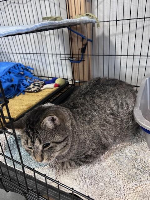 Warrior, ADOPTABLE, Young Male Domestic Short Hair.