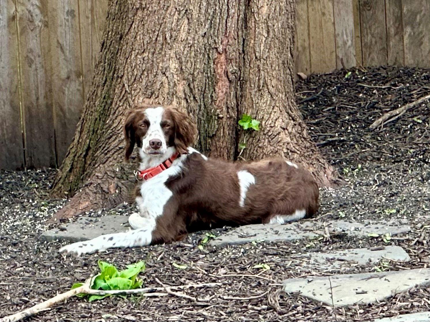 IL/Rocky, a Adopted Brittany Spaniel in Baldwinsville, NY image 1/3