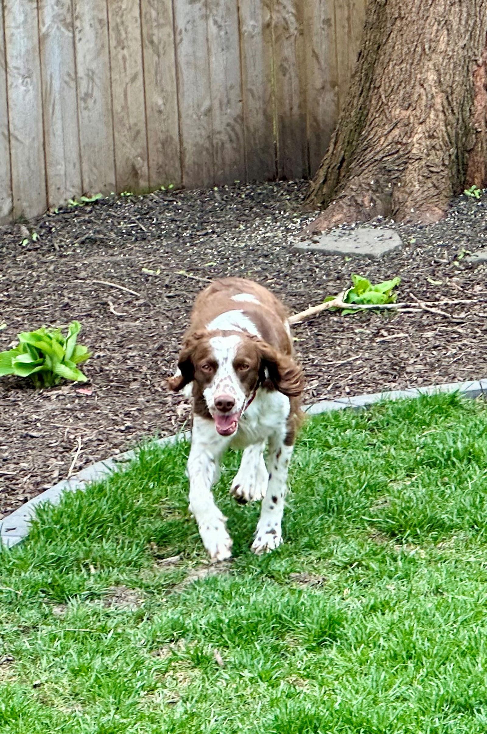 IL/Rocky, a Adopted Brittany Spaniel in Baldwinsville, NY image 2/3