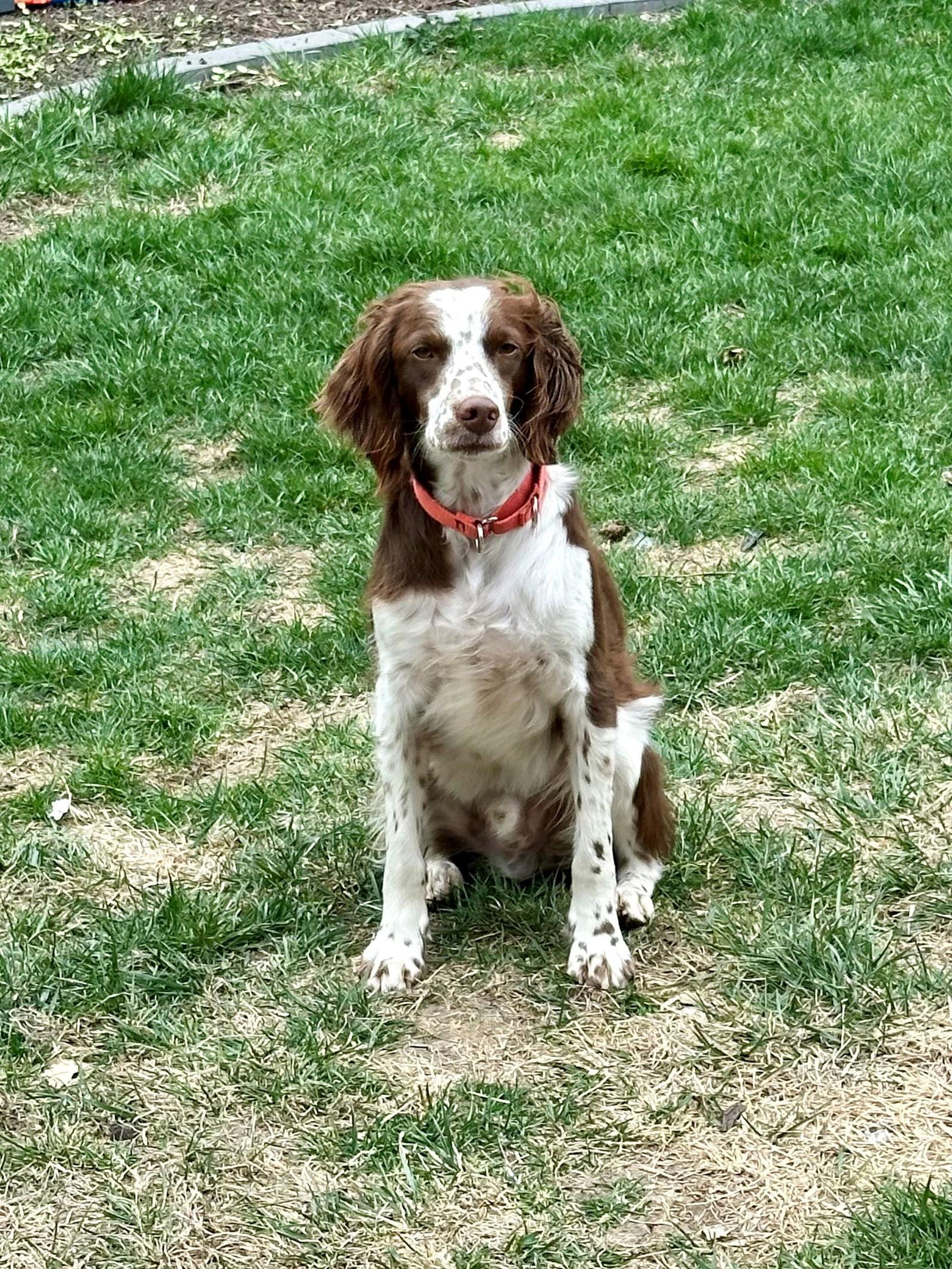 IL/Rocky, a Adopted Brittany Spaniel in Baldwinsville, NY image 3/3