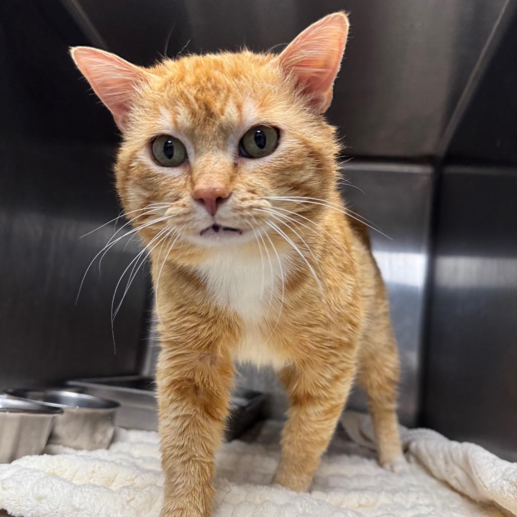 Callahan, Adoptable, Adult Male Domestic Short Hair.