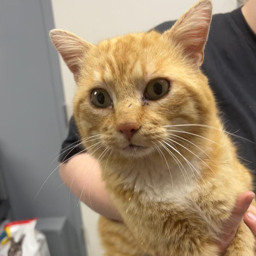 Enlarge Callahan, a Adoptable Domestic Short Hair in Birmingham, AL image 2/2