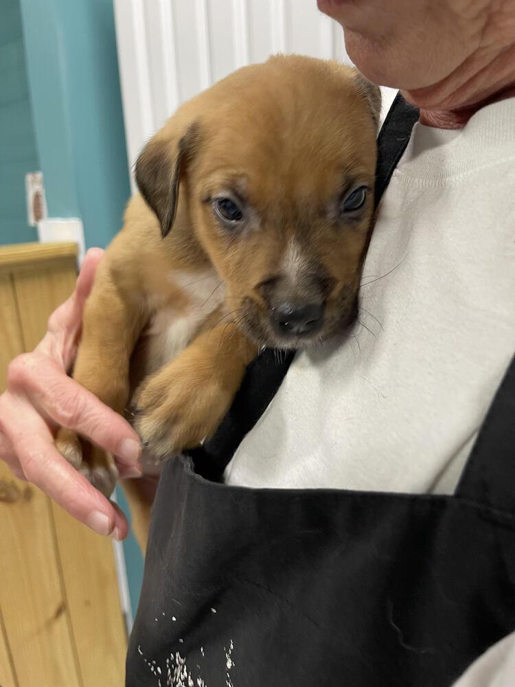 Chaco, Adopted, Puppy Male Mixed Breed.