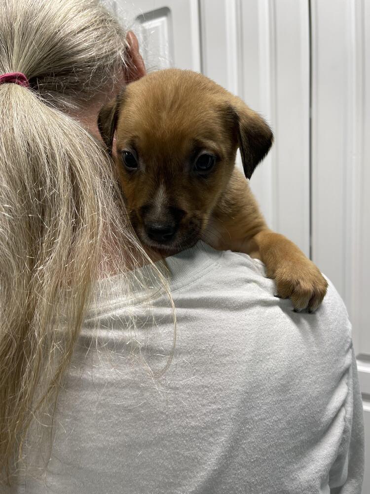 Chaco, a Adopted Mixed Breed in Chattanooga, TN image 2/2