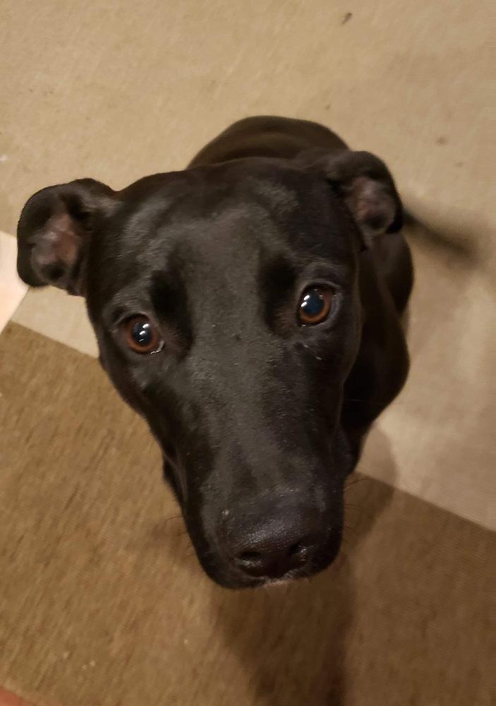 Jackie, Adopted, Puppy Female Labrador Retriever.