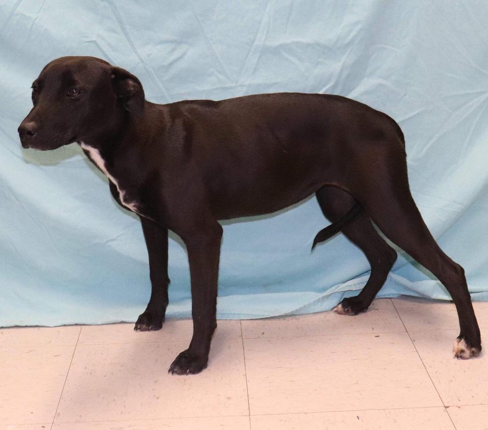 Enlarge Jackie, a Adopted mixed breed in Palatine, IL image 2/2