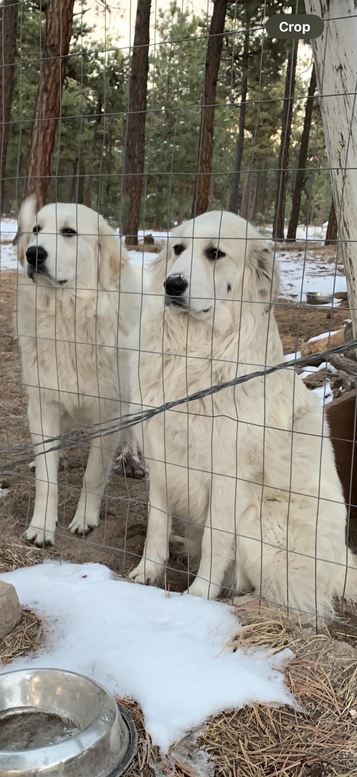 Maggie & Lily, Adoptable, Adult Female Great Pyrenees & Anatolian Shepherd.