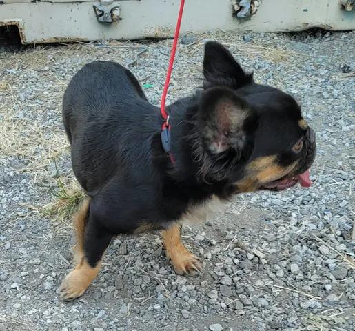 Enlarge Rosie, a Adoptable French Bulldog in Van Alstyne, TX image 2/4