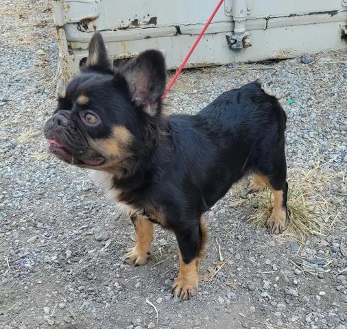Enlarge Rosie, a Adoptable French Bulldog in Van Alstyne, TX image 3/4