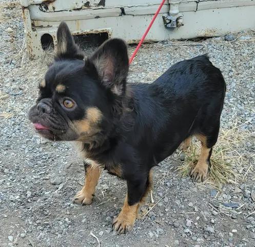 Rosie, Adoptable, Adult Female French Bulldog.