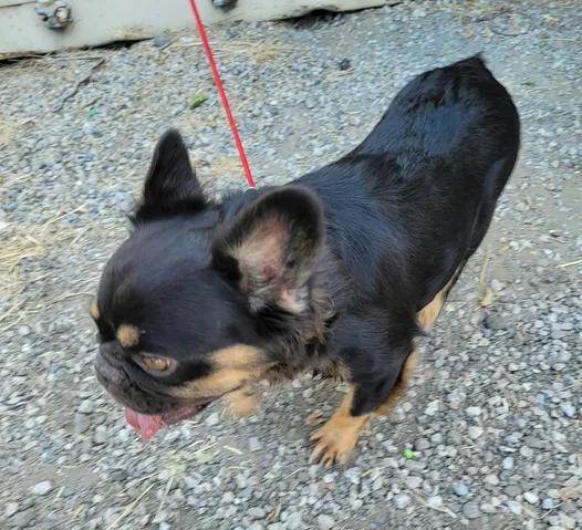 Enlarge Rosie, a Adoptable French Bulldog in Van Alstyne, TX image 4/4