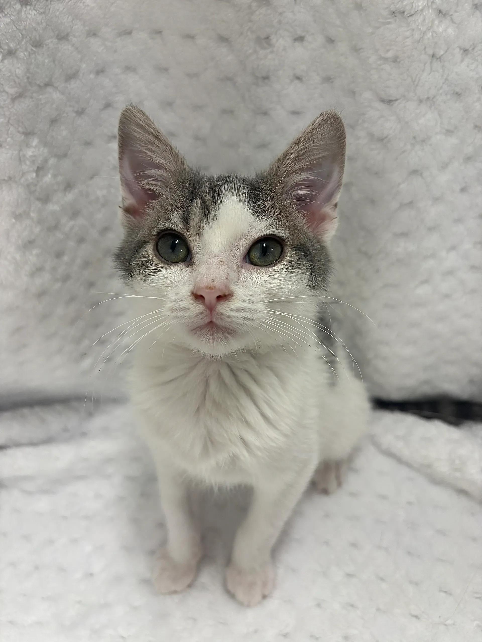 Squirrel, adopted, Young Male Domestic Medium Hair.