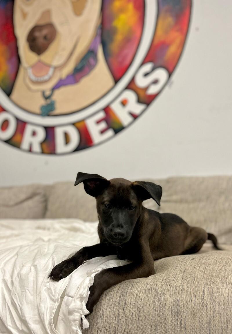 Celeste, a Adoptable mixed breed in Van Nuys, CA image 1/6