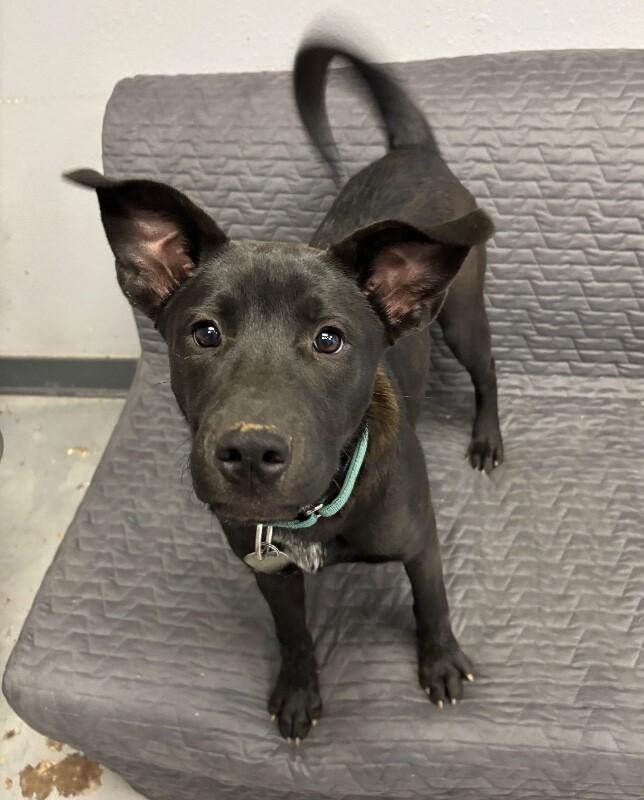 Enlarge Celeste, a Adoptable mixed breed in Van Nuys, CA image 1/6