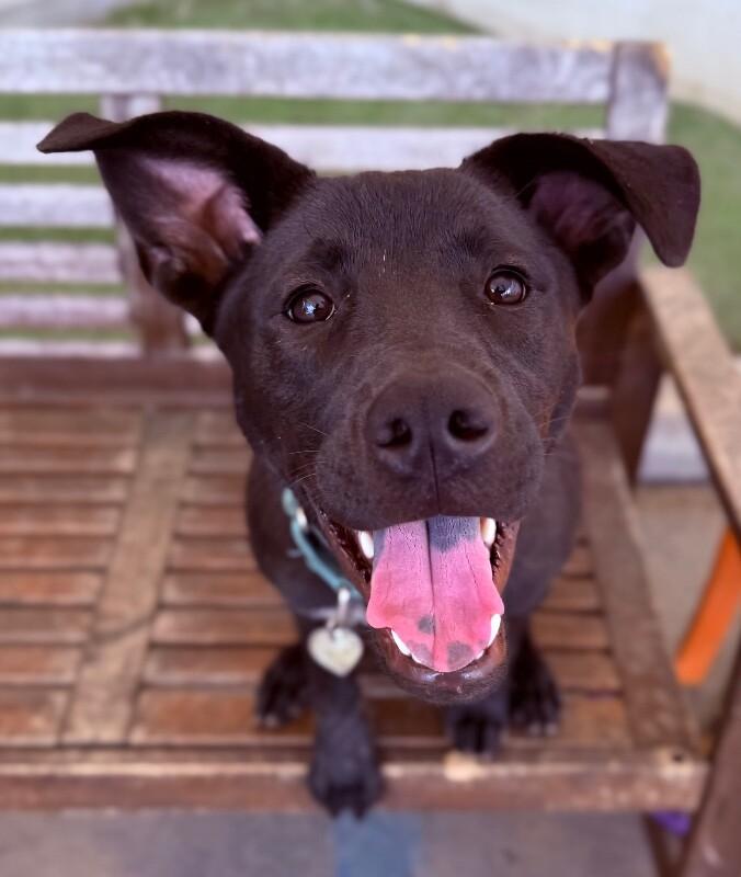 Enlarge Celeste, a Adoptable mixed breed in Van Nuys, CA image 2/6